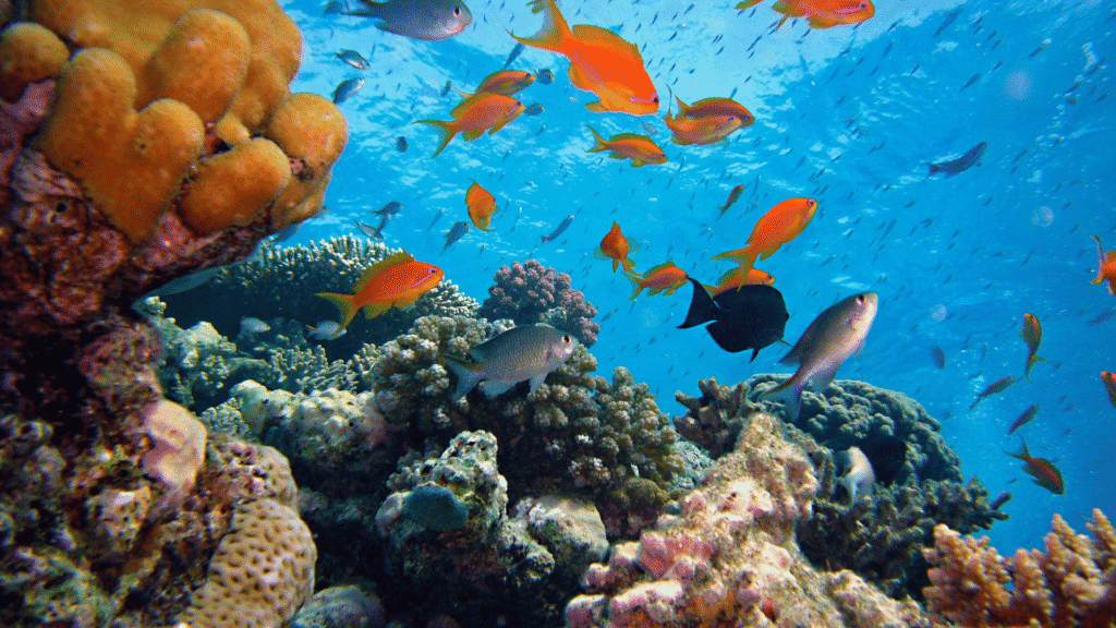 House Reef Maldives